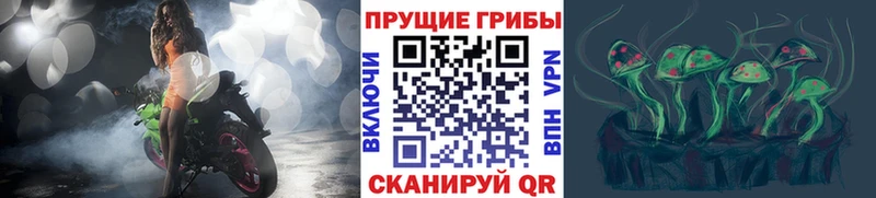 Галлюциногенные грибы Psilocybe Аткарск